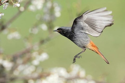 Black Redstart (Phoenicurus ochruros) male flying, Rimini, Italy