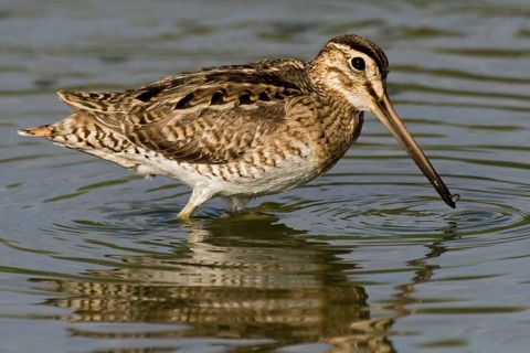 Swinhoe's Snipe (Gallinago megala), Western Australia, Australia
