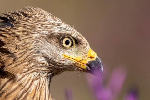 Black Kite (Milvus migrans), Madrid, Spain