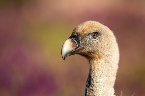 Griffon Vulture (Gyps fulvus), Madrid, Spain