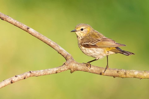 Cape May Warbler (Setophaga tigrina) female perched on a branch, Texas, USA