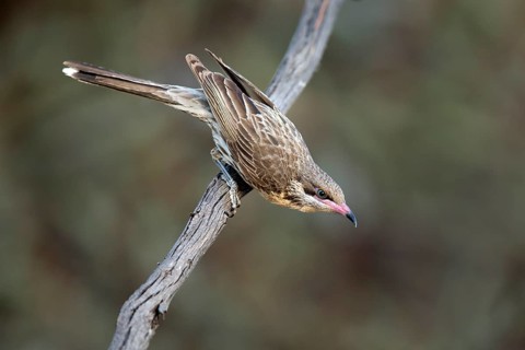 Spiny-cheeked Honeyeater (Acanthagenys rufogularis) perched on a branch, Victoria, Australia