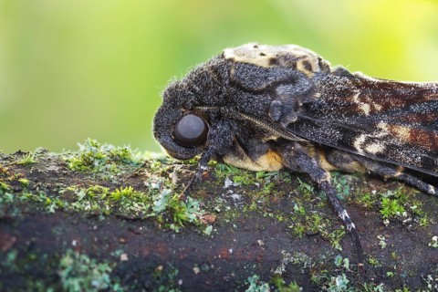 Deaths-head Hawk Moth - Totenkopfschwärmer - Acherontia atropos, Germany, imago