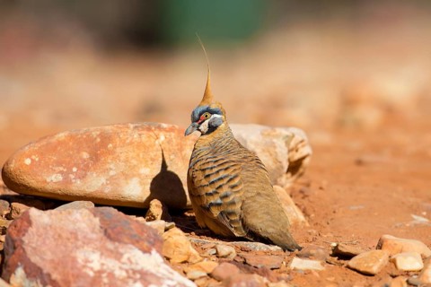 Spinifex Pigeon (Geophaps plumifera) perched on the ground, Northern Territory, Australia