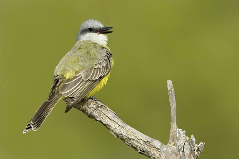 Tropical Kingbird (Tyrannus melancholicus) singing, Texas, USA