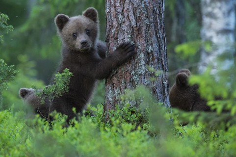 Eurasian Brown Bear (Ursus arctos) cub in forest, Finland