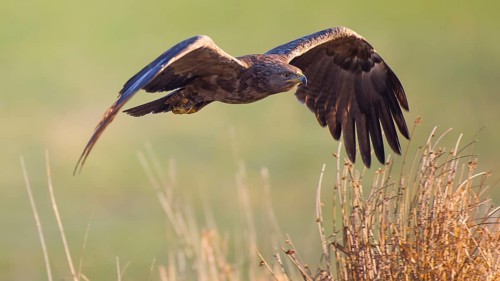 Lesser Spotted Eagle (Clanga pomarina) flying, Mecklenburg-Western Pomerania, Germany
