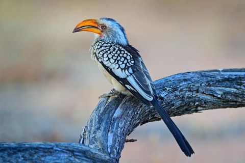 Southern Yellow-billed Hornbill, Tockus leucomelas. Etosha, Namibia, Africa. Detail portrait of
