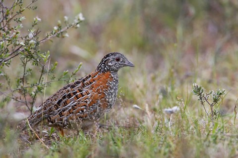 Painted Buttonquail (Turnix varius) female, Australia