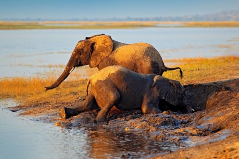 Elephant playing in muddy water. African elephants drinking at a waterhole lifting their trunks,