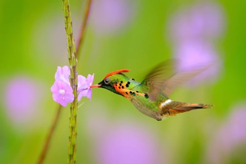 Tufted Coquette, colourful hummingbird with orange crest and collar in the green and violet flower