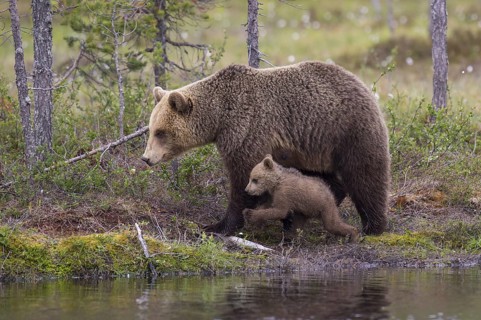 Eurasian Brown Bear (Ursus arctos) mother with cub, Finland