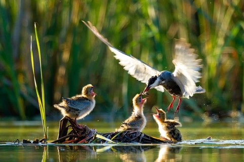 Whiskered Tern (Chlidonias hybrida) feeds chicks, Seville, Spain
