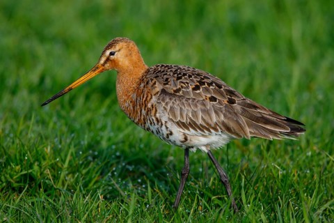 Black-tailed Godwit (Limosa limosa) foraging, Netherlands