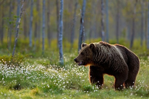 Brown bear walking in forest, morning light. Dangerous animal in nature taiga and meadow habitat.