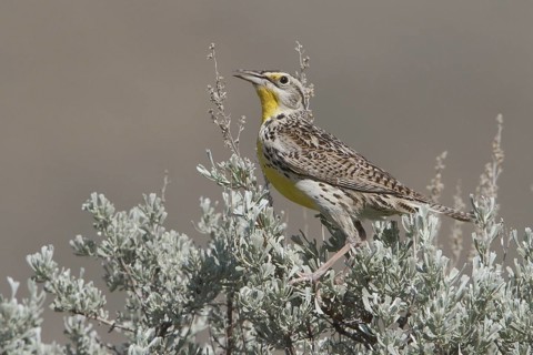 Western Meadowlark (Sturnella neglecta), British Columbia, Canada