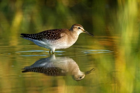 Wood Sandpiper (Tringa glareola), Castile-La Mancha, Spain