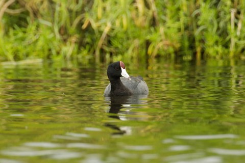 Hawaiian Coot (Fulica alai), Hawaii, USA