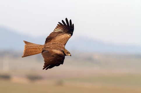 Black Kite (Milvus migrans) flying, Castile-La Mancha, Spain