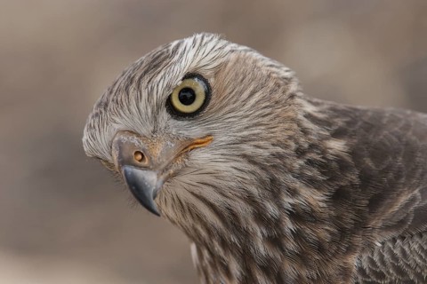 Pale Chanting Goshawk (Melierax canorus) juvenile, Northern Cape, South Africa