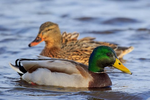 Mallard (Anas platyrhynchos) pair, Netherlands