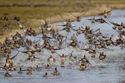 Eurasian Wigeon (Mareca penelope) flock landing, Netherlands