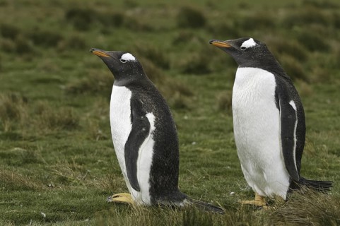 Gentoo Penguin (Pygoscelis papua), Falkland Islands