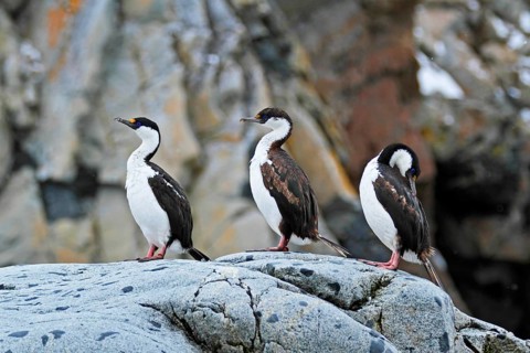 Antarctic Shag, Leucocarbo bransfieldensis, Antarctica, Petermann Island