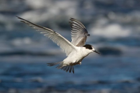 White-fronted Tern (Sterna striata) juvenile flying, New South Wales, Australia