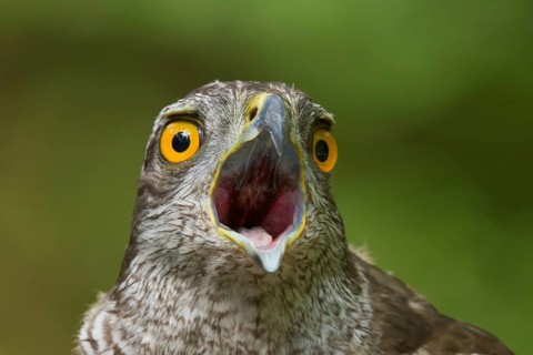 Northern Goshawk (Accipiter gentilis) male, Utrecht, Netherlands