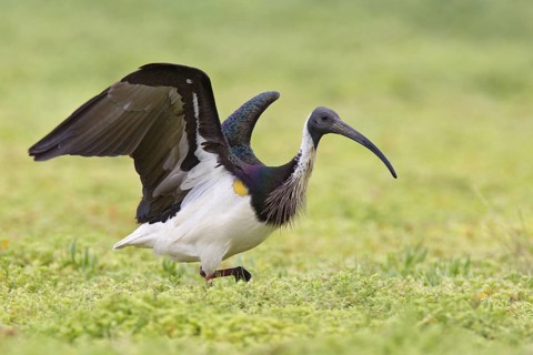 Straw-necked Ibis (Threskiornis spinicollis), Victoria, Australia