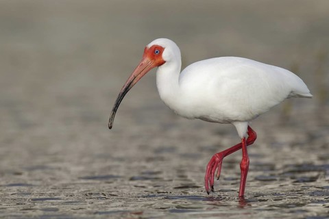 American White Ibis (Eudocimus albus), Florida, USA