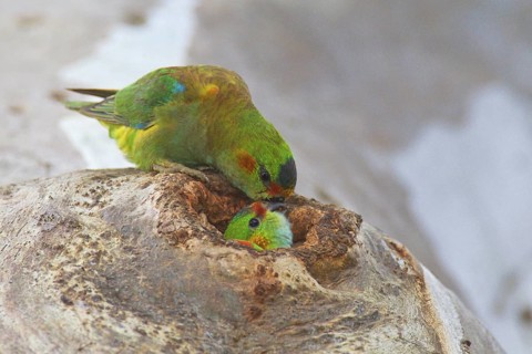 Purple-crowned Lorikeet (Parvipsitta porphyrocephala), Victoria, Australia