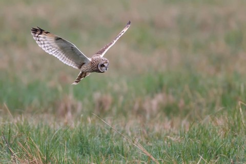 Short-eared Owl (Asio flammeus) flying, Lake Neusiedl, Austria