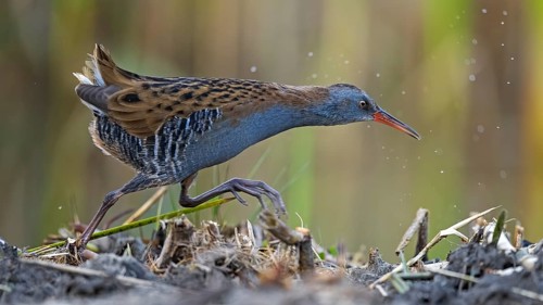 Water Rail (Rallus aquaticus) foraging, Saxony-Anhalt, Germany
