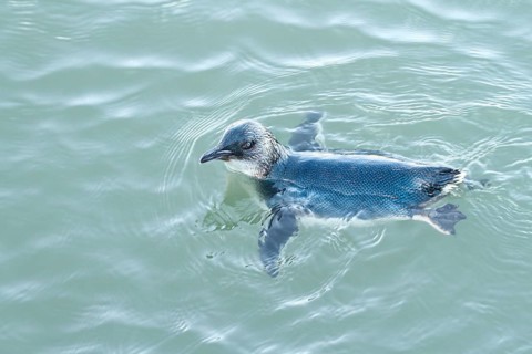 Little Penguin (Eudyptula minor), New South Wales, Australia