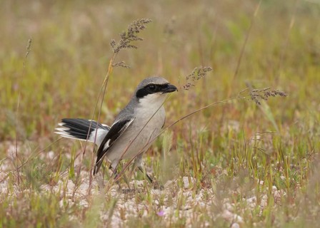 Loggerhead Shrike (Lanius ludovicianus), Utah, USA