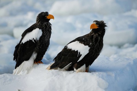 Steller's Sea Eagle (Haliaeetus pelagicus), Hokkaido, Japan