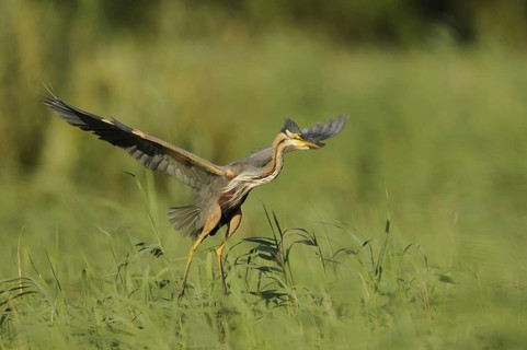 Purple Heron (Ardea purpurea) flying, Netherlands
