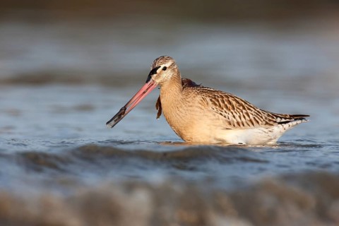 Bar-tailed Godwit (Limosa lapponica), Schleswig-Holstein, Germany