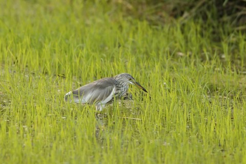 Chinese Pond Heron (Ardeola bacchus), Phetchaburi, Thailand