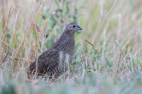 Brown Quail (Coturnix ypsilophora), Victoria, Australia