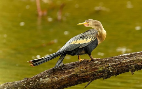 Weiblicher Amerikanische Schlangenhalsvogel (Anhinga anhinga)