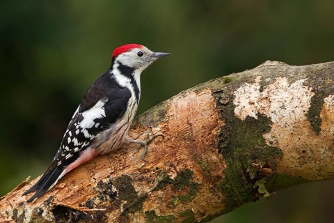 Middle Spotted Woodpecker (Dendrocoptes medius) male, Schleswig-Holstein, Germany