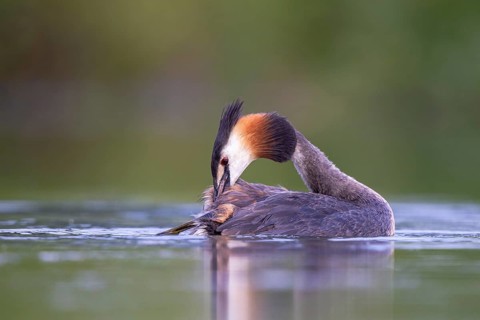 Great Crested Grebe (Podiceps cristatus) preening, North Rhine-Westphalia, Germany