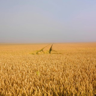 Tracks lead through a vast field of ripe wheat in Limagne plain, showcasing the golden hues under a