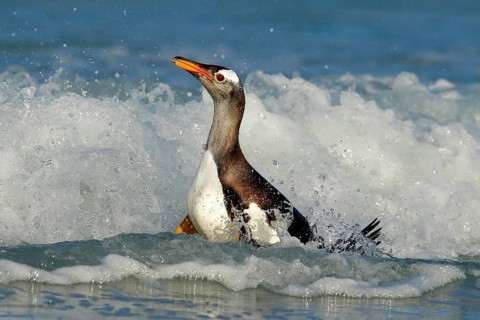 Bird in the water. Gentoo penguin jumps out of the blue water while swimming through the ocean in