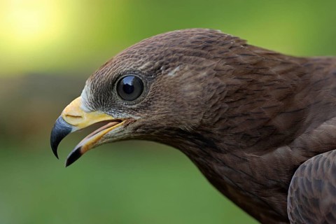 Wespenbussard; lat. Pernis apivorus; rufend; Kopfportrait im Jugendkleid; Seitenansicht
