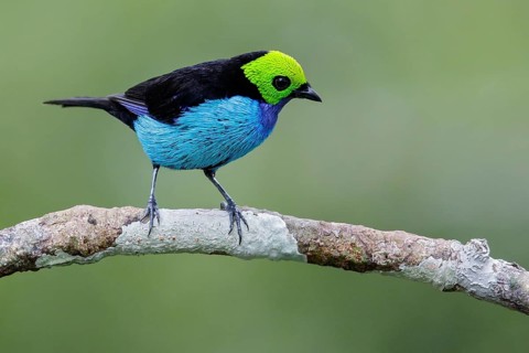 Paradise Tanager (Tangara chilensis) perched on a branch in Ecuador
