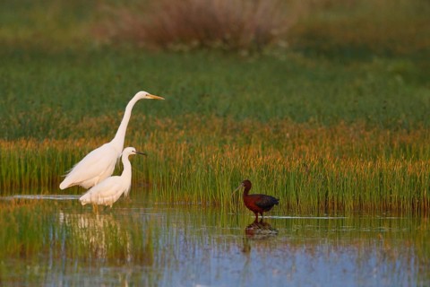 Great Egret & Little Egret & Glossy Ibis (Ardea alba & Egretta garzetta & Plegadis falcinellus)